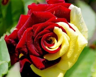 Красивейшие розы мира - 67 фото