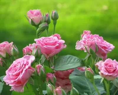 Розы фото | Галерея красивых фото