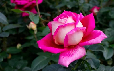 Самые красивые розы в мире (60 фото)