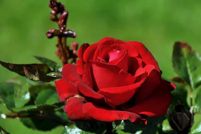 Самые красивые розы - 60 фото