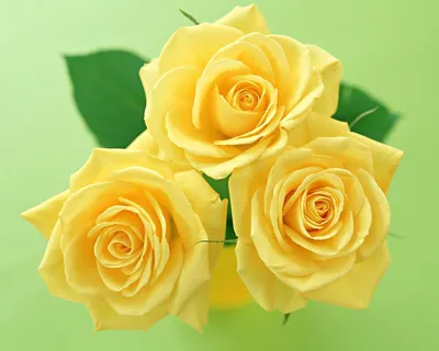 Классификация роз - Розы - самые красивые цветы в мире.