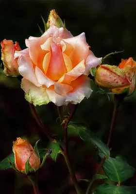 Очень красивые розы - Цветы - Фото галерея - Галерейка