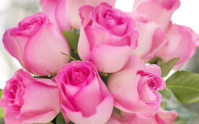 Самые красивые цветы розы - 71 фото