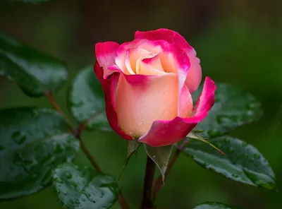 Одиночные розы - 65 фото