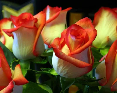 Красивые розы благоухают своим ароматом - обои на рабочий стол