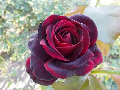 Самые красивые розы в мире - 50 фото