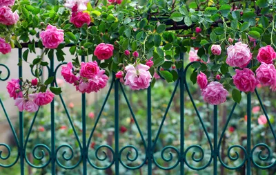 Жизнь в розовом цвете: 10 лучших розариев мира — Российское фото