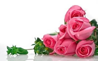 Самые красивые розовые розы