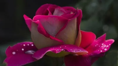 Самые красивые розы в мире - 70 фото