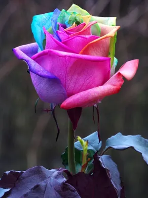 Самые красивые розы фото
