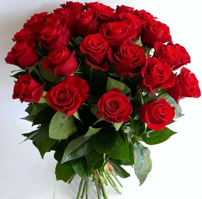 Красивые красные розы на день рождения (21 лучших фото)