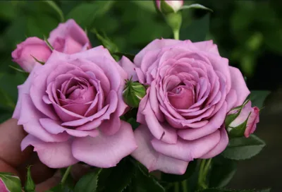 Крупноцветковые розы: сорта, выращивание | Country Flowers
