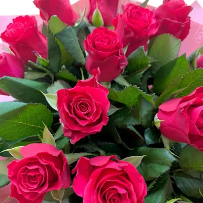 Красные розы, Цветы и подарки в Электростали, купить по цене 2650 руб,  Монобукеты в Самые красивые цветы с доставкой | Flowwow