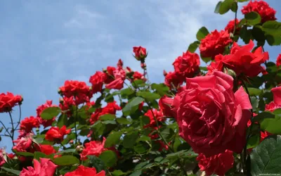 Самые красивые розы для сада - 82 фото