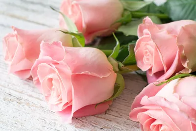 Самые красивые нежные розы - 65 фото