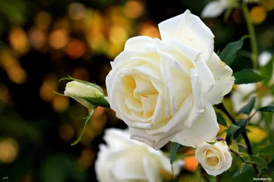 Самые красивые розы скачать бесплатно обои на рабочий стол