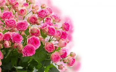Роза Flor2u, цвет яркий микс, 51 шт купить по выгодной цене в  интернет-магазине OZON