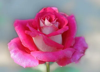 Самые красивые розы в мире - 87 фото