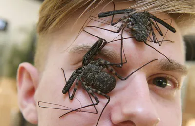 Самые Противные насекомые в мире | Смотреть 31 фото бесплатно