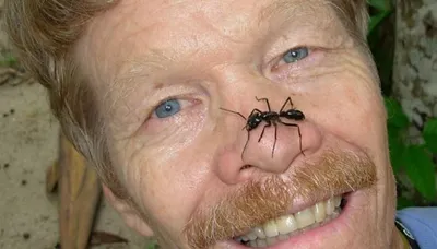 Энтомолог испытал на себе самые болезненные укусы насекомых и составил  шкалу боли - Рамблер/новости
