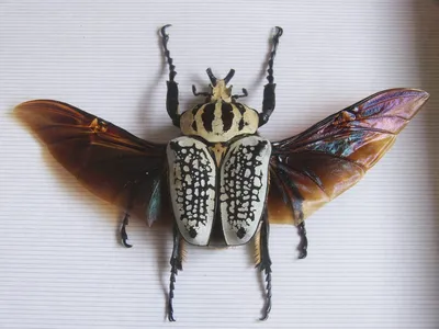 Топ 10 самых больших насекомых в мире на Земле | New-Science.ru