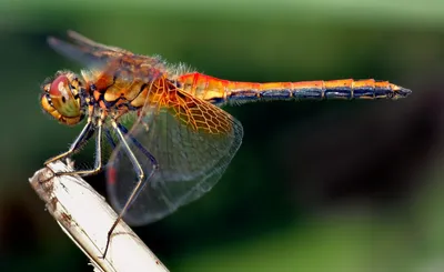 10 насекомых со сверхспособностями - 16 Июня 2017 - Новости криптозоологии