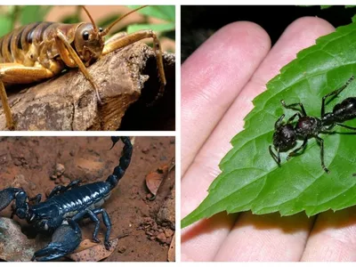 Страшные жуки: 7 самых жутких насекомых | Сад и Огород
