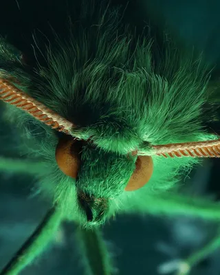 Самое красивое насекомое в мире - 79 фото