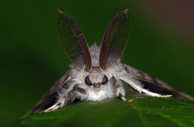 5 самых жутких нашествий насекомых в истории | Вокруг Света