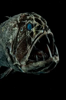 Самые страшные и опасные животные по версии WWF « FotoRelax | Deep sea  creatures, Ocean creatures, Scary ocean