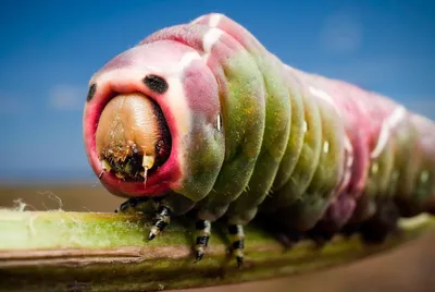 Самые Противные насекомые в мире | Смотреть 31 фото бесплатно
