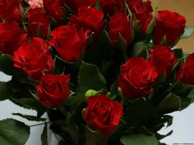 Самый большой букет роз в мире | tiroz.org