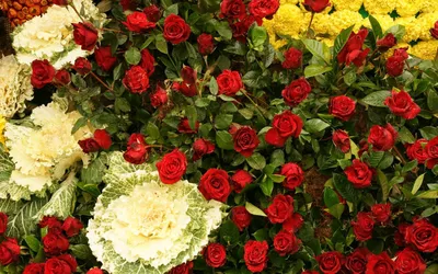 Самый красивый букет роз в мире (59 фото)
