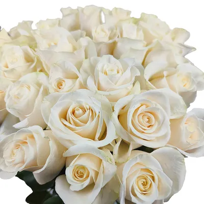 Розы белые - купить букет в Уфе с доставкой!