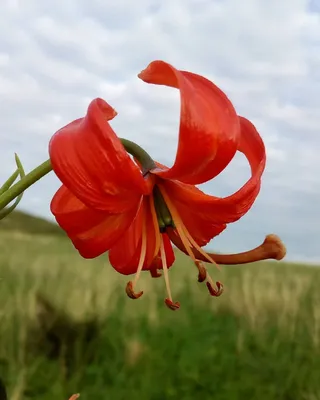 162 Beğenme, 2 Yorum - Instagram'da Margarita Smirnova (@margesmirnova):  \"Лилия степная,карликовая. (Саранка)Занесена в красную книгу,редки… |  Plants, Rose, Flowers