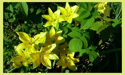 Мои садовые лилии: фото и интересные факты об этом удивительном и очень  древнем цветке | Дамы, давайте худеть вместе | Дзен