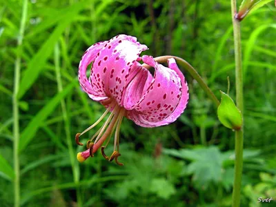 Ликбез по растениям: лилия саранка | Блоги | Краснотурьинск.инфо