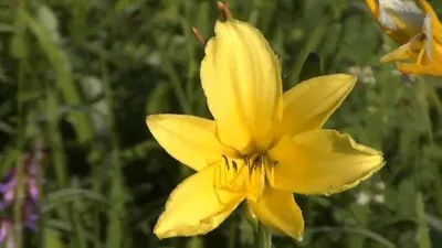 Цветы Лесные Лилии - Саранки - Ромашки Forest Flowers Lilies - Sarankov -  Daisies - YouTube