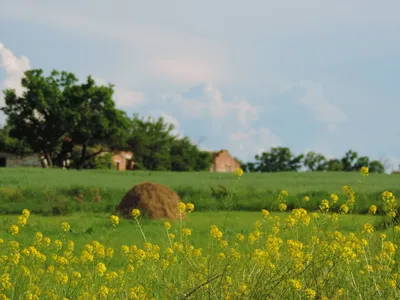 Сельский пейзаж с коровами. Осень. - Фёдоров Алексей - Галерея  классического искусства ANTONIJA