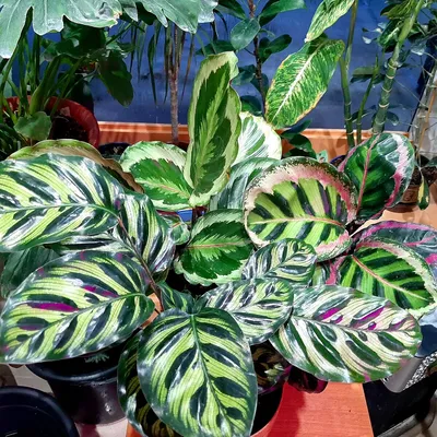 Маранта Maranta