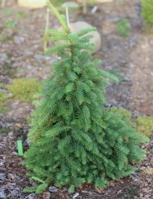 Купить семена Пихта благородная по почте 🌲