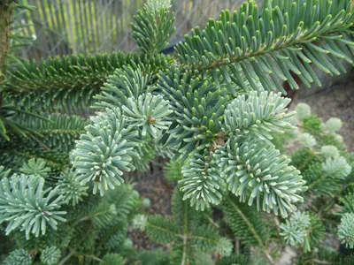 Купить семена Пихта великолепная по почте 🌲