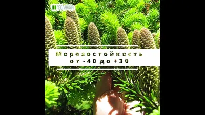 🌱 Семена Пихта бальзамическая Мичиганская, Семена, 20 шт. Цена от 350 руб.  В наборе качественные семена, инструкция и советы по проращиванию дерева  дома. Купить с доставкой и онлайн оплатой. - интернет-магазин Лесландия