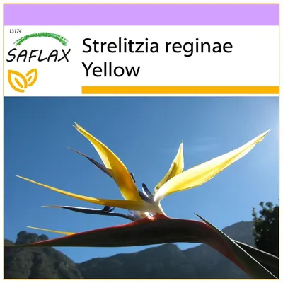 SAFLAX - Желтая стрелиция Mandela's Gold - 4 семена - Strelitzia reginae  Yellow купить недорого — выгодные цены, бесплатная доставка, реальные  отзывы с фото — Joom