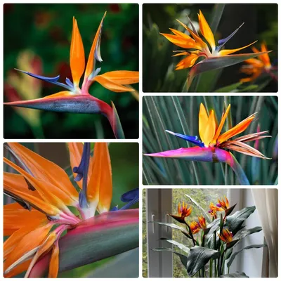 Удивительное комнатное растение «райская птица»