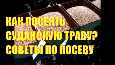 Как посеять суданскую траву? Советы по посеву - YouTube