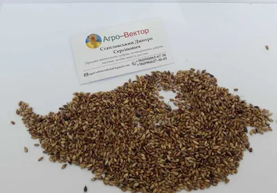 Семена суданки фото