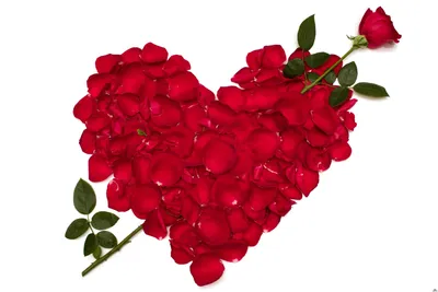 Сердце из лепестков красных роз | Обои для телефона
