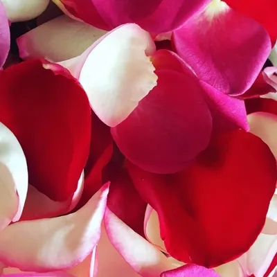 Шымкентский романтик ежедневно признается в любви лепестками роз — OTYRAR