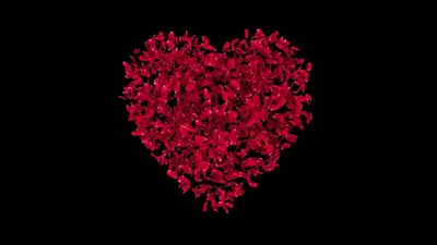 Обои на рабочий стол Красная роза как-будто стрелой пронзает  серде,выложенное из лепестков красных роз, обои для рабочего стола, скачать  обои, обои бесплатно